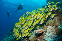 Six Senses Laamu Opens Its Own Branded Dive Centre, Deep Blue Divers