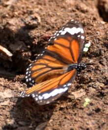 A striped-tiger butterfly, spotted in Raisen, Madhya Pradesh, courtesy of Madhya Pradesh Butterflies blog