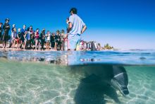 Monkey Mia Dolphin feeding