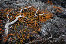 Turning of the Fagus