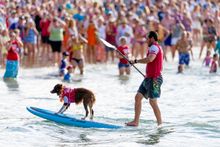 The world’s biggest surfing event by competitor numbers, Laguna Real Estate Noosa Festival of Surfing