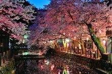 Cherry blossoms by night in central Kinosaki 