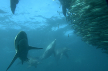 Bait Ball