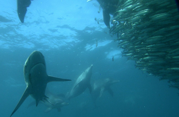 Bait Ball