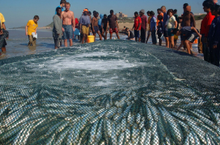 Sardines