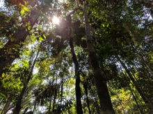 The Amazon Rainforest