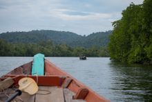 Cardomom Mountains Forest