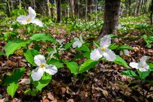 Happy Valley Forest