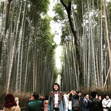Arashiyama Bamboo Forest