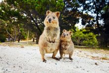 Quokka's on Rottnest Island