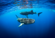 Rare sighting of two whale sharks swimming together - March 2018