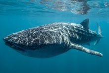 Whale sharks at Ningaloo Reef