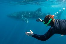 Swimming with whale shark at Ningaloo Reef