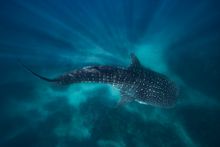 Whale shark at Ningaloo Reef