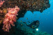 Diving at Tenggol Island 1