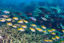 Marine Life at Tenggol Island
