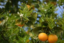 Ramblers Walking Holidays Autumn 2018 Summer 2019 Orange Blossom Coast