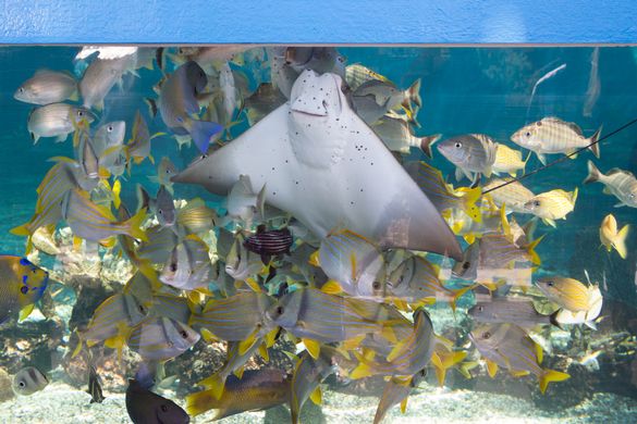 Credit: St. Augustine Aquarium
