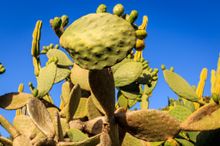 Tropical Fruit World-Cactus Garden