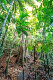 Wollumbin-Mt Warning