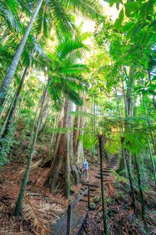 Wollumbin-Mt Warning