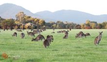 a big mob of Eastern Grey Kangaroos at dusk