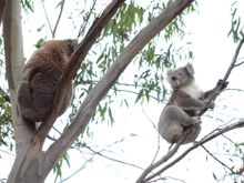 Female koala flirting with a male