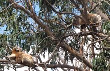 Two male koalas about to fight