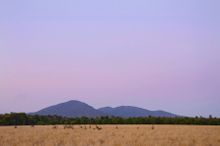 Eastern Grey Kangaroos feeding near the You Yangs