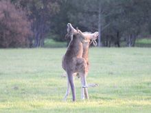 Male Eastern Grey Kangaroos fighting