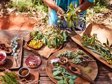 Bush Tucker Journeys at Ayers Rock Resort