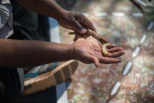 Witchetty anyone?  Just another tasty delight on a Karrke Cultural Tour