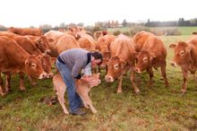 Beef Limousine