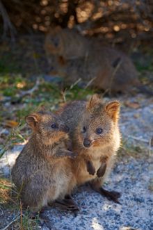 Quokka's on Rottnest Island