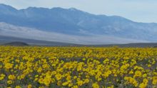 Wildflowers bloom in Death Valley, Calif.