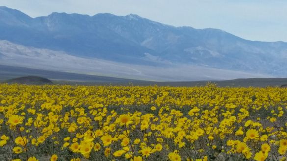Wildflowers bloom in Death Valley, Calif.