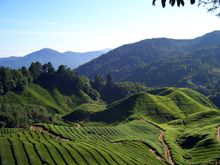 The Cameron Highlands