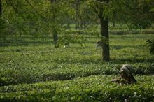Darjeeling 