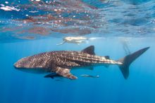 Whale shark swim experience
