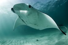 Manta Rays at Coral Bay