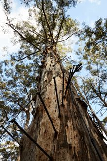 The Diamond Tree near Manjimup