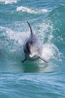 Bottlenose dolphin at Shoalwater Marine Park