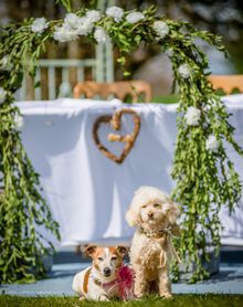 Tilly (jack russell) and George (mini poodle) doggy friendship ceremony