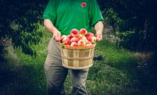 Peaches from Jones Orchard in Memphis