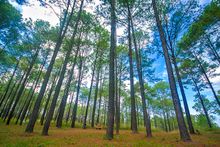 Thung Salaeng Luang National Park, Phitsanulok