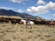 Cattle work, Lonesome Spur Working Guest Ranch, Montana 