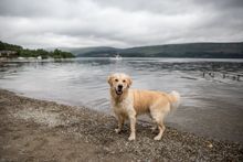George the Ambassadog at Luss beach