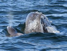   Squarecut the dolphin giving birth. Credit: Mandurah Dolphin Rescue Group