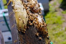Beekeeping in the Dordogne