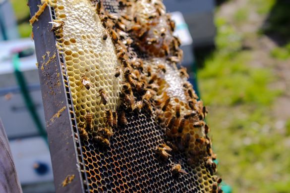 Beekeeping in the Dordogne Beekeeping in the Dordogne